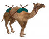 Gig-Oasis Camel Ani