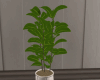 Ficus Pot Plant