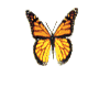 monarca butterfly