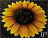 Sunflower Rug / Carpet