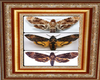 deaths head moth frame 1