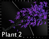 Teal night  Purple plant