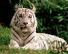 WHITE BENGAL TIGER