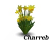 !Daffodils Plant