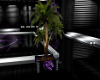 Purple Dragon Plant