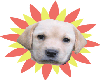 Animated Dog Sticker