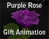 Purple Rose - Gift