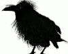 !L! RedEye Crow