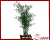 asian bambo plant