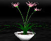 (Snow) Flower Pot Plant