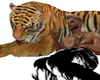 Laying W/Tiger & Hugz 