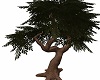 Chesnut Tree Large