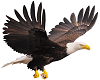 American Eagle 2