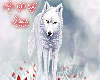 Arctic White Wolf Club2