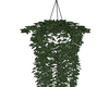 [BP] Hanging Ivy