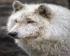 Arctic Wolf Rug 3