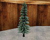 snowy pine
