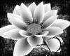 |D| Authentic Lotus