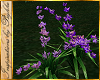 I~Spring Lily*Lilac