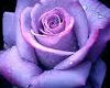Purple rose throne
