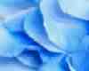 Blue Rose Lamp