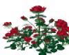 Ruby red rosebush