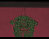 Suspended  Plant