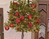apple tree