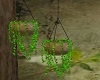 Hanging ivy planter