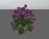 Lavender Rose Bush