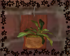 *Wall Hanging Plant