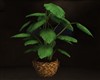 MOONLIGHT CAVE PLANT #2