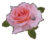 rose(anim.)