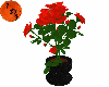bright red potted roses
