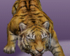 Guardian tiger