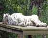 sunning tiger