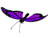 Animated Butterfly