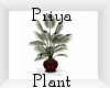 Priya Loft Plant