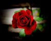 Red Rose Planter