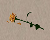 Single Golden Rose