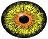 F-Yellow Eyes
