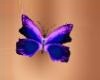 Purple Butterfly Belly