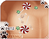 [Pets]Ginga |chest candy