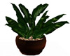 Potted Plant