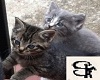 Kittens -so cute-