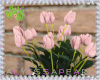 :A: Spring Tulips