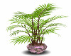  Pink Mossy Oak Plant