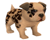 Leopard Pup