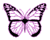 ButterflyPink