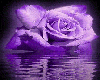 Purple Rose Cuddles